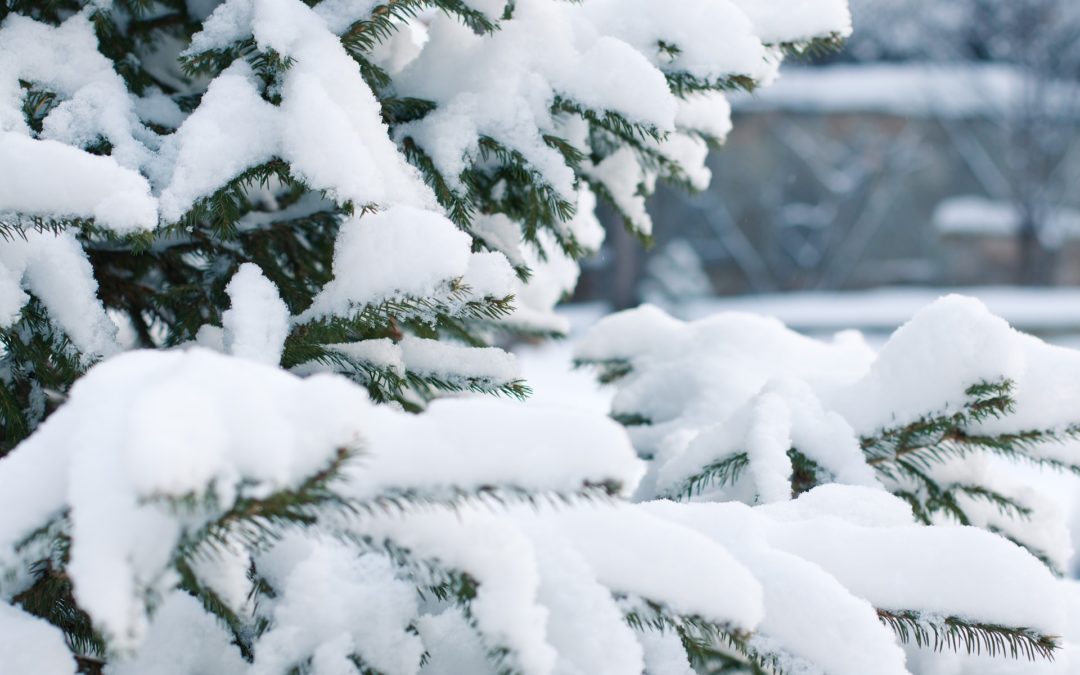 Newletter Mon Extension Bois Décembre 2021